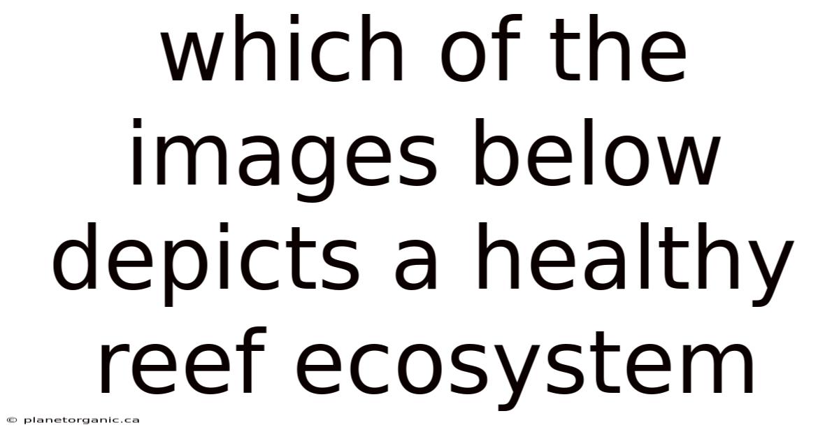 Which Of The Images Below Depicts A Healthy Reef Ecosystem
