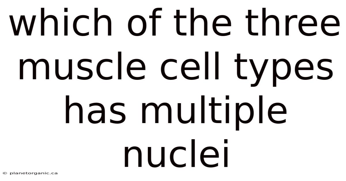 Which Of The Three Muscle Cell Types Has Multiple Nuclei