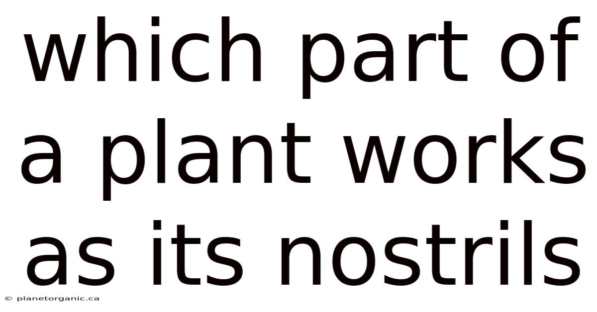 Which Part Of A Plant Works As Its Nostrils