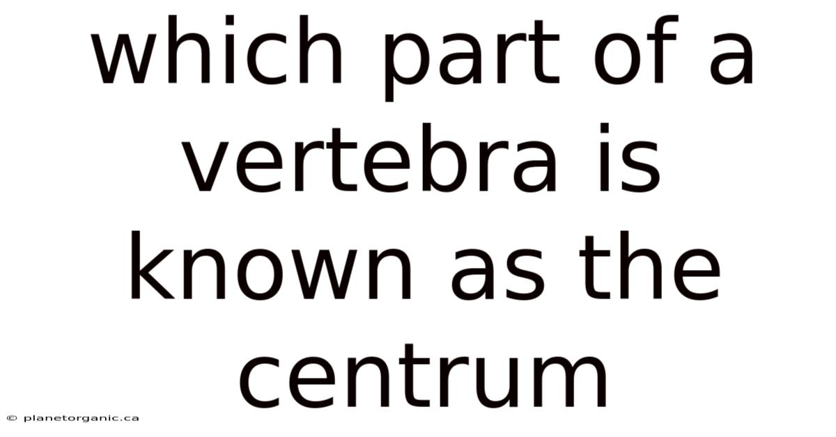 Which Part Of A Vertebra Is Known As The Centrum
