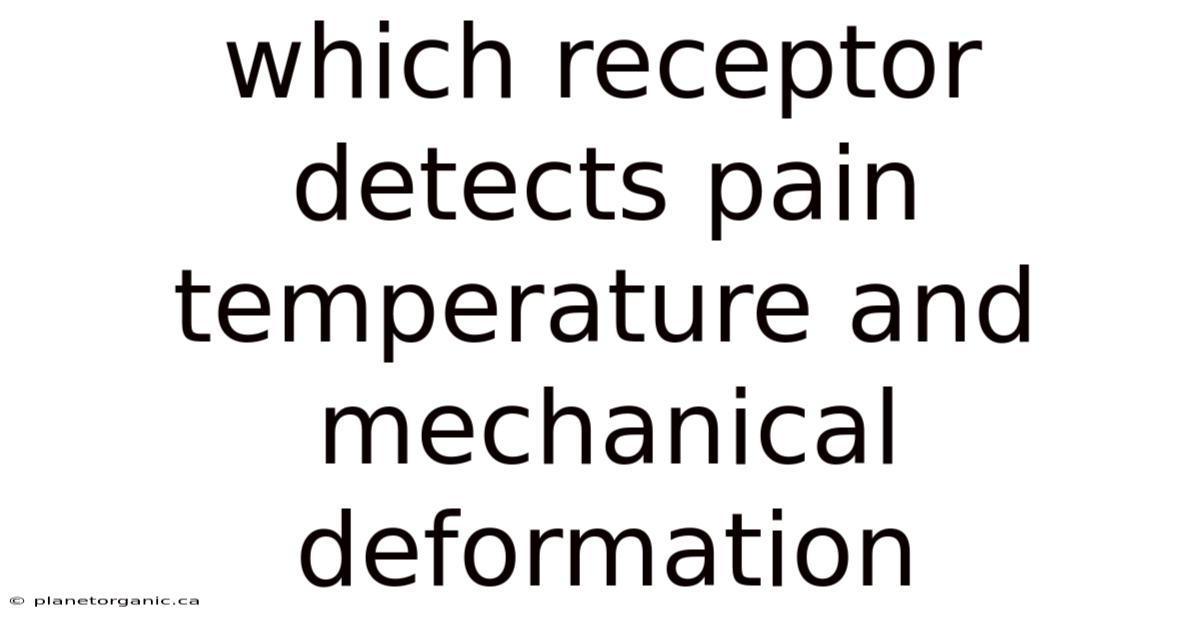 Which Receptor Detects Pain Temperature And Mechanical Deformation