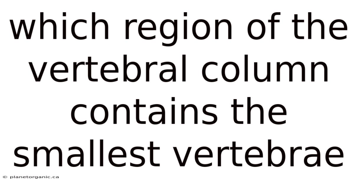 Which Region Of The Vertebral Column Contains The Smallest Vertebrae