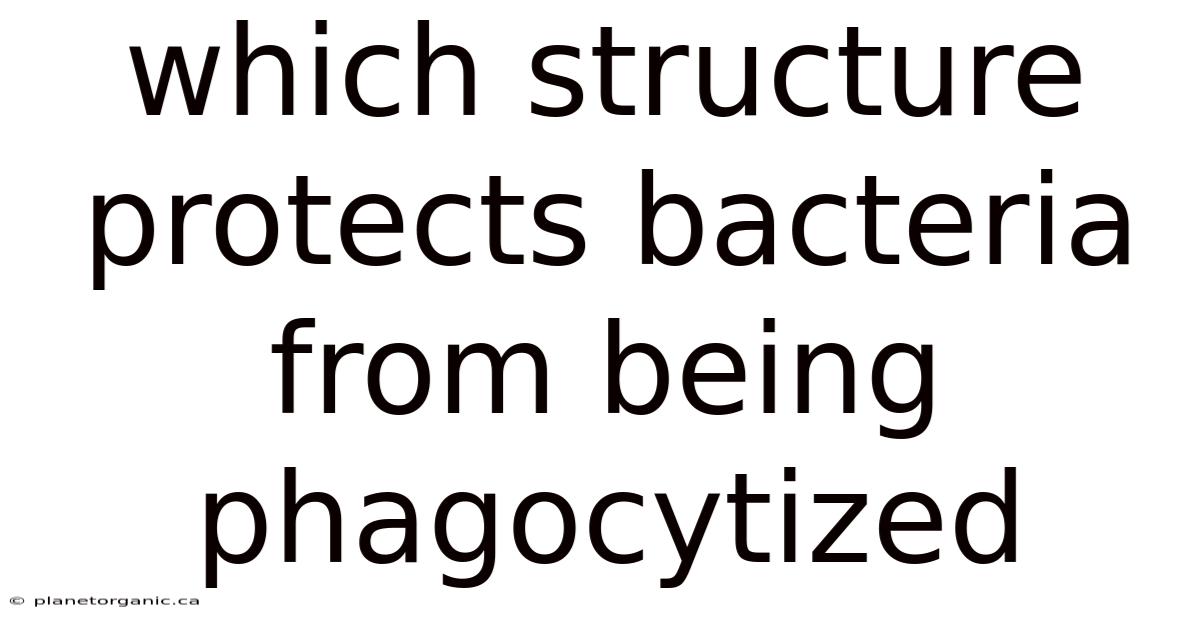 Which Structure Protects Bacteria From Being Phagocytized