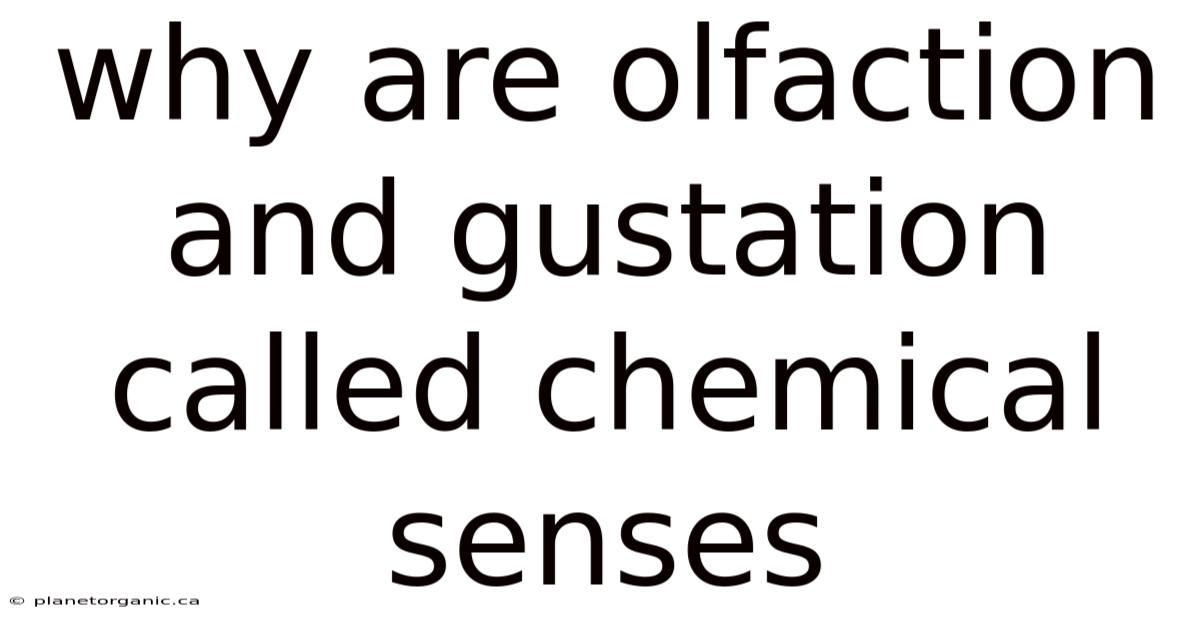 Why Are Olfaction And Gustation Called Chemical Senses
