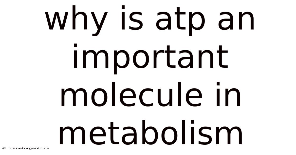 Why Is Atp An Important Molecule In Metabolism