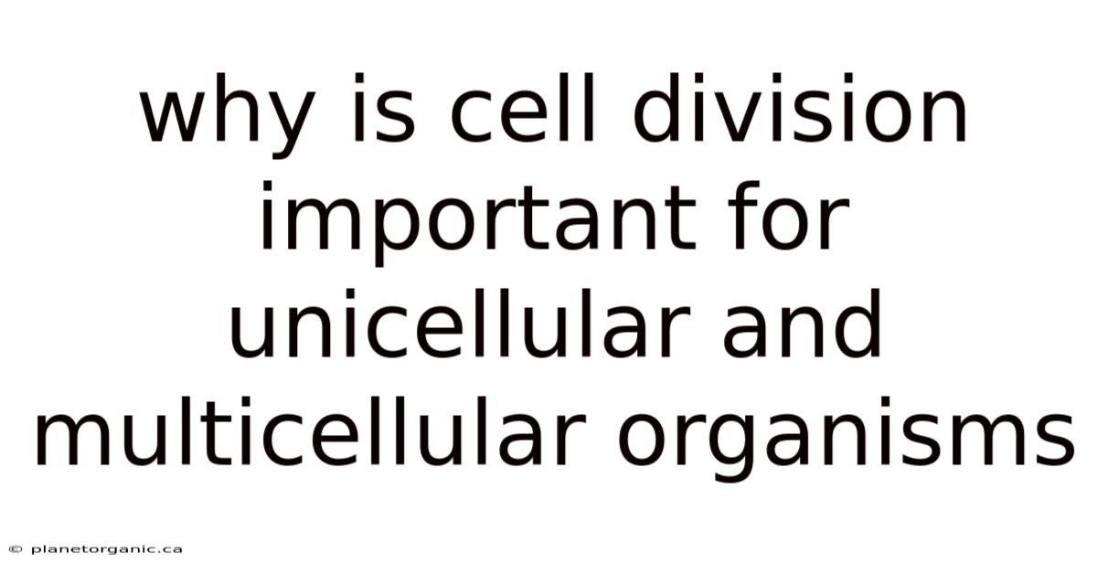 Why Is Cell Division Important For Unicellular And Multicellular Organisms